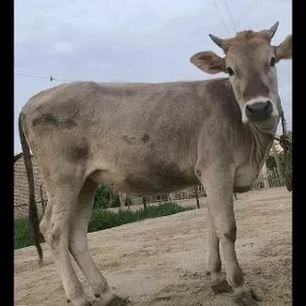 yaş gulajyn