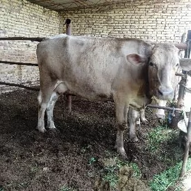 Şwes sygyr Golişteyn okuzler