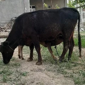 goleli sygyr tohum