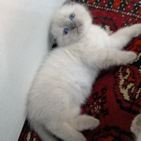 оригинал шотладнские котята