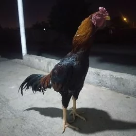 taşkent horoz