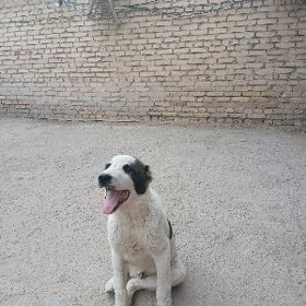 Alabaỳ güjük Türkmenabat.ş.