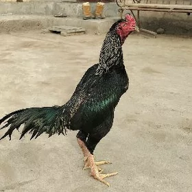 хораз