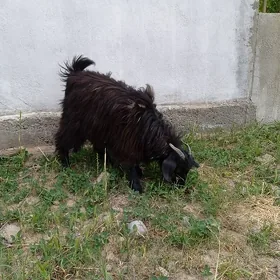 Çewiṣ