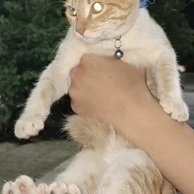 найденный кот