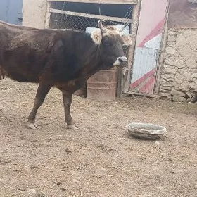 Sygyr