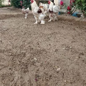 BELI ZOLATA BRAMA ŸUMURTGA
