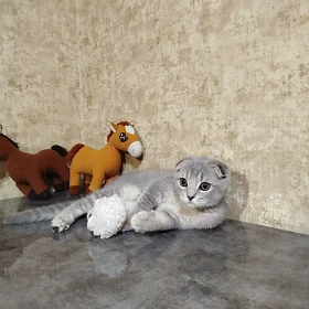 вислоухая девочка