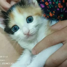 кошка чистые бесплатно