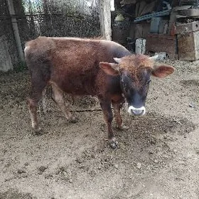 Okuzce
