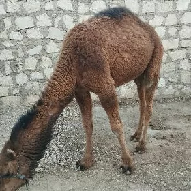 ogşuk