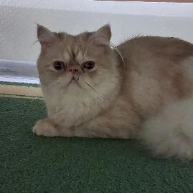 кот