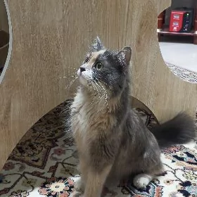 кошка