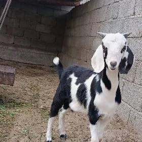 GİBRİT PÄKİSTAN TEKE