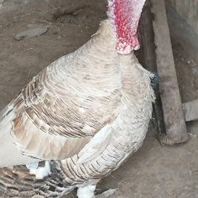 Horaz  Induk