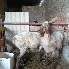 IŞŞEK