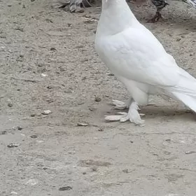 kepderi