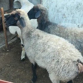 goýun
