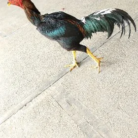 Horoz