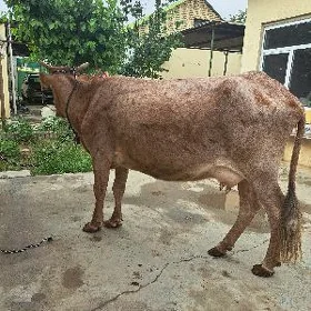 Sygyr