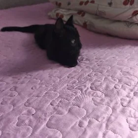 Буся кошечка