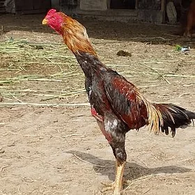 juyje