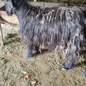 Geci