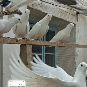 kepderi