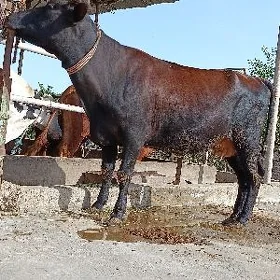 yetik bogaz