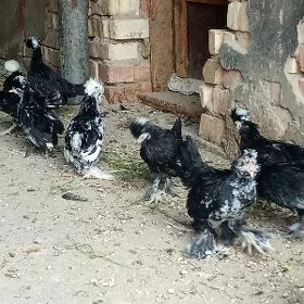 карлик жужелер