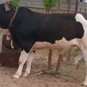 Öküz, ýeri Garadaşaýak