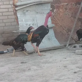 horaz