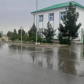 Taze zaman katej