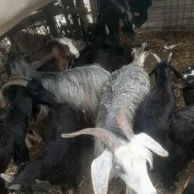 owlaklar we geçiler