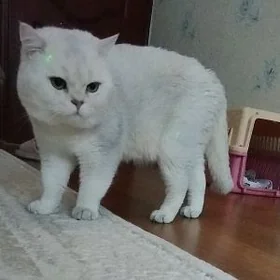 кот