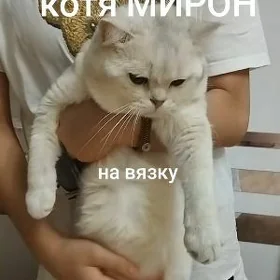 шотландский