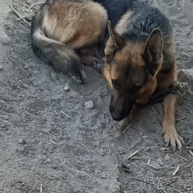 Awçarka