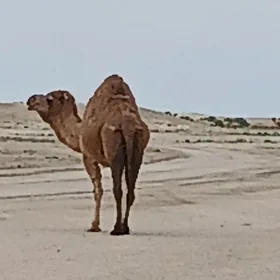 Düye