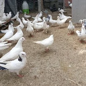 kepderi