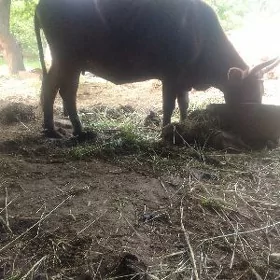 gysyr sygyr