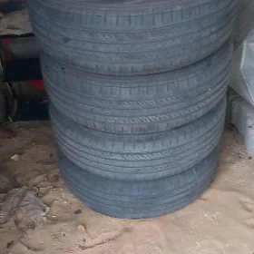 16 lyk tigir