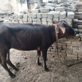 gulajyn