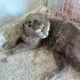 Кошка