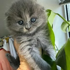 Шотландские котята