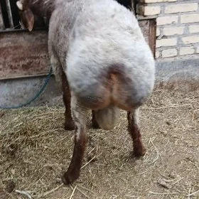 Goçgar satlyk