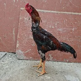 baysy horoz