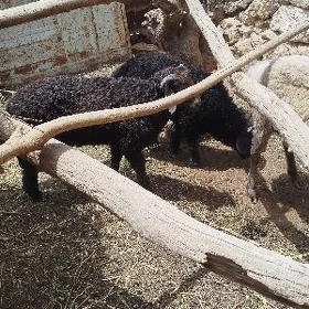 Şirwaz
