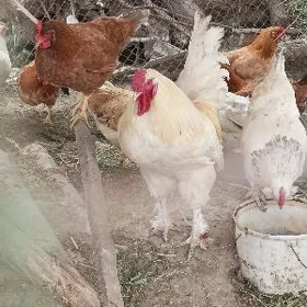 brama horaz