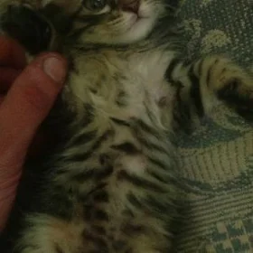 Кот