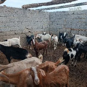 Dog Erkeçler